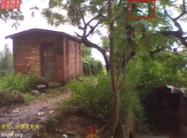 树上小村庄?