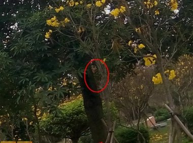 曙光农场自然生态园灵异拍摄之四:花树善灵