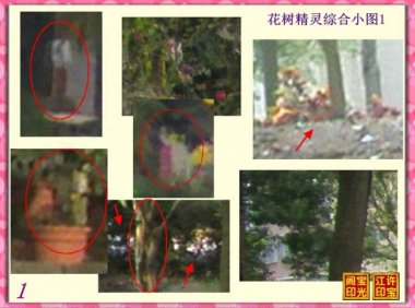 曙光农场自然生态园灵异拍摄之二:百态花树精灵