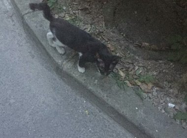 鬼节遇到诡异的黑猫