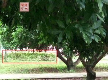 是灵族们的临时“合照”还是灵师大手笔的“浮雕”作品?