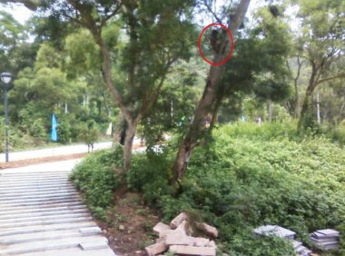 谁家阿哥爬树上(手机拍摄)