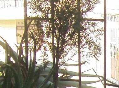 “小神树”显灵图